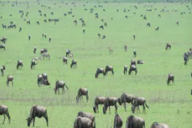 TANZANIA - WIELKIE MIGRACJE (+ wyspa Pemba) dla koneserów